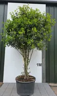 Osmanthus Heterophyllus Multi-Stemmed Tree 0030 - £3840 Unique Mature Specimen