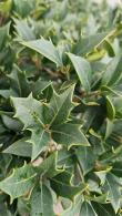 Osmanthus Heterophyllus Pom Pom