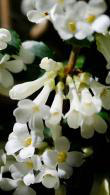 Osmanthus x burkwoodii, evergreen and white flowering, buy online UK delivery.