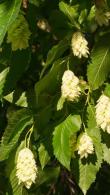 Ostrya Carpinifolia Pleached Hop Hornbeam Tree