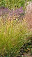 Panicum Prairie Sky Switch Grass for Sale Online UK Wide