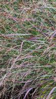 Panicum Virgatum Cheyenne Sky Switch Grass