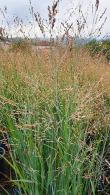 Panicum Virgatum Heavy Metal Switch Grass