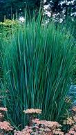 Panicum Virgatum Northwind Switch Grass Decorative Grass