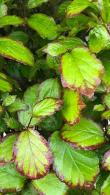 Parrotia Persica Persian Spire aka Persian Ironwood trees are highly decorative from Spring right through to late Autumn with stunning leaf colours, buy UK.