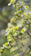 Parrotiopsis Jacquemontiana, a deciduous shrub or small tree from the Witch Hazel family, buy online with UK and Ireland delivery.