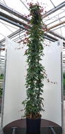 Parthenocissus Himalayana Rubrifolia Red Himalayan Woodbine