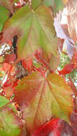 Parthenocissus Tricuspidata Veitchii is also known as Boston Ivy - for sale at our London garden centre