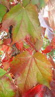 Parthenocissus Tricuspidata Veitchii is also known as Boston Ivy - for sale at our London garden centre
