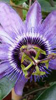 Passiflora Betty Myles Young blue flowering Passion Flower climber, for sale online UK