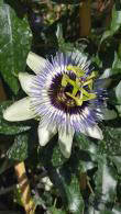 Passiflora Silly Cow, climbing Passion Flower with bright blue centres, buy online UK