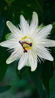 Passiflora Constance Elliot, white flowering Passion flower plants to buy online UK
