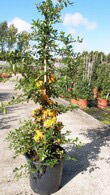 Pyracantha Golden Glow, Buy online London UK