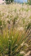 Pennisetum Alopecuroides Hameln Fountain Grass Hameln Dwarf for sale online UK and Ireland delivery.