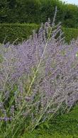Perovskia Little Spire or Russian Sage Little Spire - low growing perennial with pretty blue flowers in summer. Buy online with UK delivery.