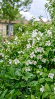 Philadelphus Belle Etoile, known as Mock Orange Belle Etoile buy online with UK and Ireland delivery.
