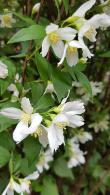 Philadelphus Lemoinei, also known as Mock Orange Lemoinei, beautiful fragrant white flowers, Buy Online UK