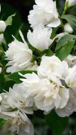 Philadelphus Manteau Hermine. Philadelphus Mock Orange buy online from our UK plant centre.