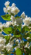Philadelphus Schneesturm or Philadelphus Snow Storm, double flowered variety of mock orange. Pure white exquisitely scented flowers in large clusters in summer