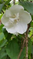 Philadelphus Virginal Fragrant Mock Orange Shub buy UK delivery from our London nursery.