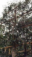 Mature Phillyrea Angustifolia Pleached Trees