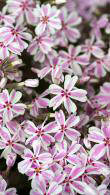 Phlox Subulata Candy Stripe, also known as Creeping Phlox or Moss Pink, perennials for sale online with UK delivery.