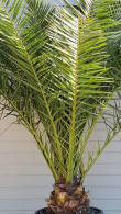 Phoenix Canariensis is also known as the Canary Island Date Palm, hardy palms for Sale Online UK Delivery.