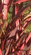 Phormium Tenax Red Sensation Flax Lily Ornamental Grass