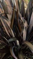 Phormium Tenax Surfer Bronze