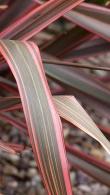 Phormium Tenax Pink Stripe New Zealand Flax