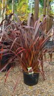 Phormium Tenax Purpurea, hardy shrubs, Paramount Plants and Gardens UK - nationwide delivery UK