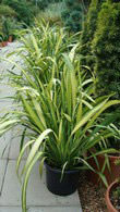 Phormium Yellow Wave or Variegated New Zealand Flax, buy online UK