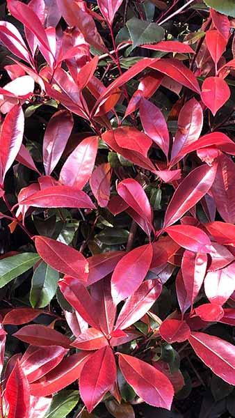 Photinia Fraseri Camilvy Variety with Vivid Folaige Colour