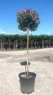 Photinia Fraseri Little Red Robin Trees - standard trees to buy Online UK & Ireland