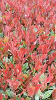 Photinia Fraseri Little Red Robin shrubs