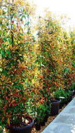 Photinia Red Robin Frames, Screening Trees