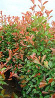 Photinia Red Robin Hedge - Buy Red Robin Hedging Online, UK and Ireland delivery