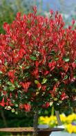 Photinia Red Robin Compacta Topiary