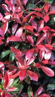 Photinia Root Ball Plants for Hedging, excellent quality plants at great value prices, buy online UK delivery.