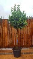 Photinia Red Robin Half Standard Topiary tree, lollipop shape good sized plants for sale online with UK delivery