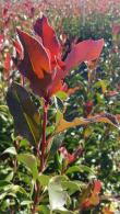 Photinia Fraseri Cracklin Red - new growth emerges dark red maturing to a deep rich green.