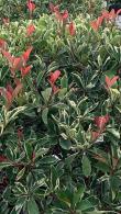 Photinia Fraseri Pink Marble for Hedging, an attractive versatile variety of evergreen Photinia with unusual young foliage of marbled red, pink & cream