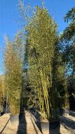 Phyllostachys Aurea or Golden Bamboo, vast collection at our bamboo specialist nursery in North London, buy online UK delivery.