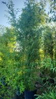 Golden Bamboo plants for sale online at our Bamboo specialist nursery in the UK