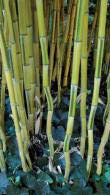 Phyllostachys Aureosulcata Spectabilis also known as Yellow Groove Bamboo for sale online with UK delivery.