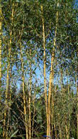 Phyllostachys Aureosulcata, Bamboos, London, Bamboo plant centre, Bamboos London - to Buy UK