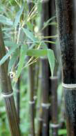 Black Bamboo or Phyllostachys Nigra available to buy from specialist nursery, Paramount Plants and Gardens, London. For sale UK.