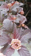 Physocarpus Diabolo or Ninebark for sale at our London nursery UK