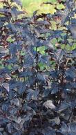 Physocarpus Opulifolius All Black Ninebark