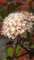 Physocarpus Opulifolius Corona or Ninebark Corona a pretty flowering shrub with interesting foliage and bark, a hardy shrub for sale UK delivery.